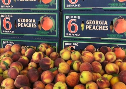 Central Georgia’s Dickey Farms hopeful for fruitful peach season, pending potential weather concerns – 13WMAZ