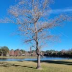 Feel Good Story: Tomball ISD Celebrates the Joy of Reading During Annual Tomball Reads Week