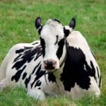 Wallop Film Brings Canadian Kindness to New BC Dairy Spot – Little Black Book