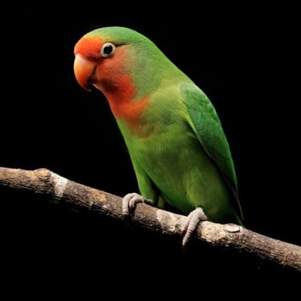 Loyal Pet Lovebird Won’t Leave the Side of Her Parrot Companion After He Dies (Video)