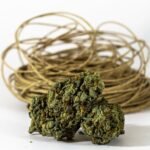 Scientists Unveil Hemp Alternative to Plastic That Can Withstand Boiling Water and Stretch to 1,600% its Size