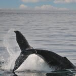 New England Aquarium: North Atlantic right whales see ‘positive news’ this calving season