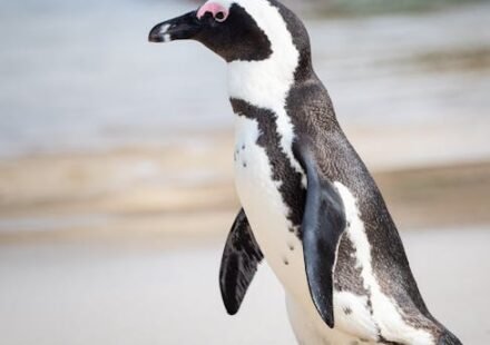 Jogger’s Call for Help Saves Critically-Endangered Penguin Found Face-Down on the Beach