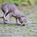 Rescued From Kitchen Cabinet, a Hairless Puppy Nicknamed ‘Dobby’ is Now Healthy, Happy and Free