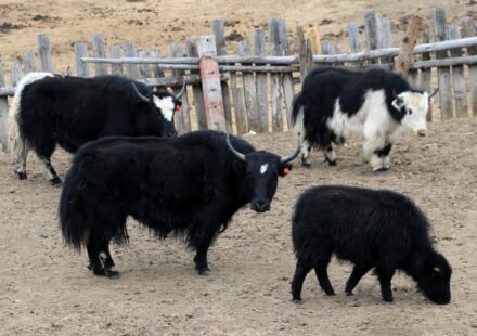 Biologists Clone Wild Yaks to Save Golden Subspecies Numbering Fewer Than 300 in First of its Kind Effort