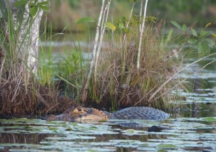 Everglades Restoration Project Ongoing for 20-Plus Years Sees Huge Rewilding Success