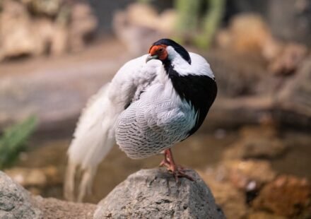 Fabulous Vietnam Pheasant Not Seen in 20 Years Returns to Wild Thanks to Zoo Coalition