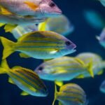 Good News Stories for Endangered Species Day 2026 – NOAA Fisheries (.gov)