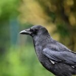 Woman Who Rescued Injured Crow Keeps Getting ‘Thank-you Gifts’ from Other Birds