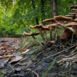 Mushrooms Used to Clean E. Coli from Rivers and Immediately Implemented in England