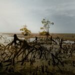 Mangrove Loss Worldwide Is Now Reversing—with More, Denser Forests Than 20 Years Ago