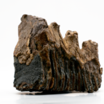 Boy Finds 2 Million-year-old Tooth From Elephant Ancestor on Beach Walk