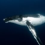 World’s Largest ‘Whale Graveyard’ Teems with Deep-Sea Life Including Species Unknown to Science