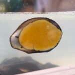 First Live White Abalone Found in 5 Years During Channel Islands Survey Sparks Hope for Recovery