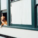 Man’s Best Friend: A Serendipitous, Feel-Good Story