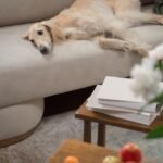 Former Saluki authors feel-good story
