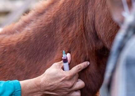 Simple Shot Shows Promise to Reverse Osteo-Arthritis Within Months, Following Animal Treatments
