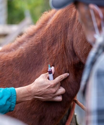 Simple Shot Shows Promise to Reverse Osteo-Arthritis Within Months, Following Animal Treatments