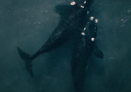 Increased Sightings of the Two Largest Whale Species Decimated By Hunting Provides New Hope for Survival