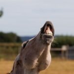 Celebrating 10 years of the Nikon Comedy Wildlife Photography Awards