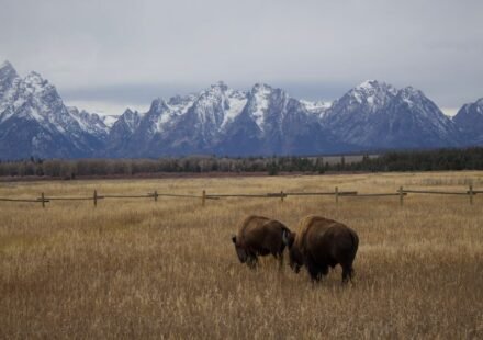 Largest Private Conservation Project in the US Hits Major Milestone as Free-Roaming Bison Pass 1,000